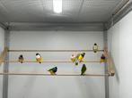 Natuurbroed gouldamadines koppels kweekrijp, Dieren en Toebehoren, Vogels | Overige Vogels
