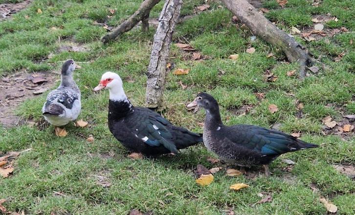 Jonge barbarie eenden, Dieren en Toebehoren, Overige Dieren, Meerdere dieren, Juni