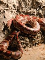 Korenslang te koop +-5jaar oud, Dieren en Toebehoren, Reptielen en Amfibieën