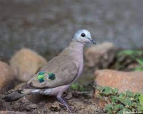 Bronsvlek duifje, Dieren en Toebehoren, Vogels | Duiven, Overige soorten, Mannelijk