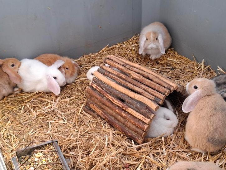 konijntjes dwergkonijntjes nederlandse hangoor konijnen, Dieren en Toebehoren, Konijnen, Hangoor