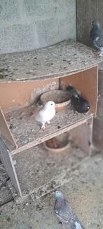 Vogels, Animaux & Accessoires, Oiseaux | Pigeons