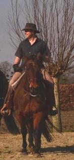 Recreatiepaard, quarter, Dieren en Toebehoren, Paarden, Gechipt, Ruin, L, 160 tot 165 cm