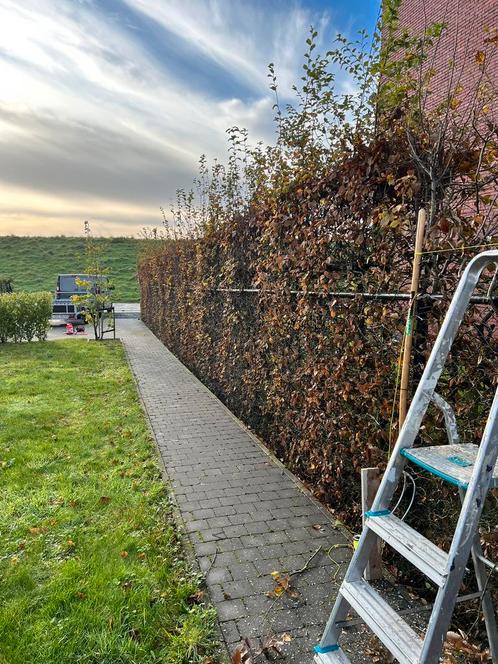 Tuinwerken Stevens - onderhoud - snoeien van bomen, Diensten en Vakmensen, Tuinmannen en Stratenmakers, Bestrating, Hekwerk of Schuttingen