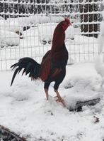 Vechthaan, Animaux & Accessoires, Volatiles