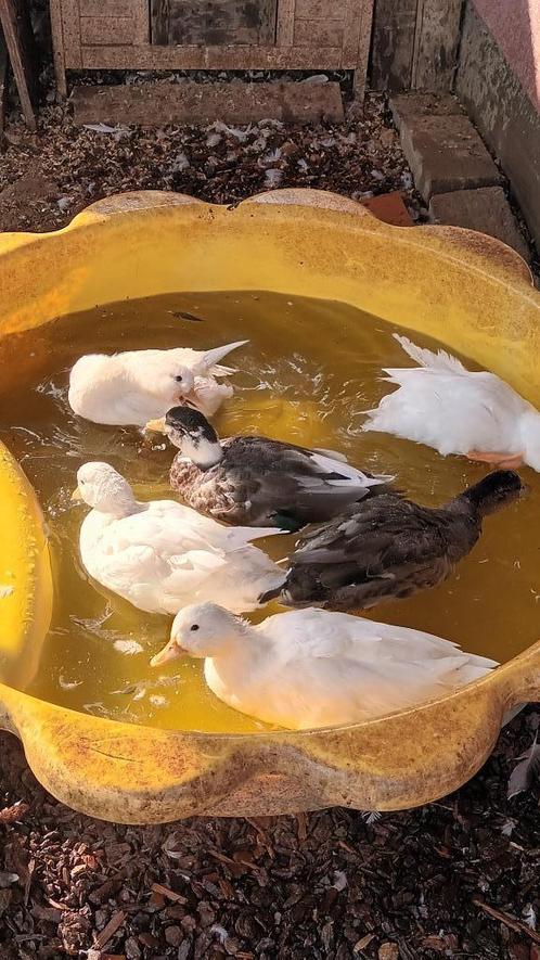 Hollandse kwakers, Dieren en Toebehoren, Pluimvee, Eend, Mannelijk