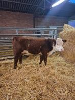 Hereford stier, Dieren en Toebehoren, Mannelijk, 0 tot 2 jaar
