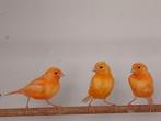 Kanaries, Dieren en Toebehoren