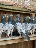 Pakistaanse Hoogvliegers, Dieren en Toebehoren