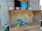 Grasparkieten, Dieren en Toebehoren, Vogels | Parkieten en Papegaaien, Meerdere dieren, Parkiet