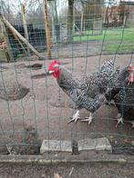 jeune coq coucou malinois, Mâle, Poule ou poulet