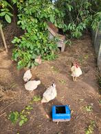 Sussex/leghorn haan + 3 hennen te koop, Dieren en Toebehoren