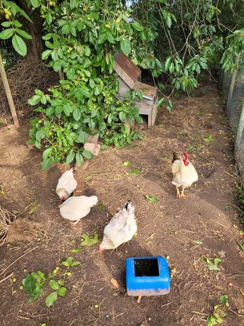 Sussex/leghorn haan + 3 hennen te koop, Dieren en Toebehoren, Pluimvee