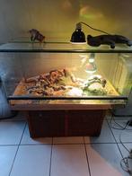 Terrarium comme neuf 50x50x100..., Dieren en Toebehoren, Ophalen, Zo goed als nieuw