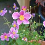 Anemone Splendens, Tuin en Terras, Planten | Tuinplanten, Ophalen, Vaste plant