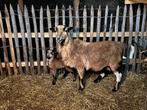 Kameroenschapen, Dieren en Toebehoren, Schapen, Geiten en Varkens, Meerdere dieren, Schaap, 0 tot 2 jaar