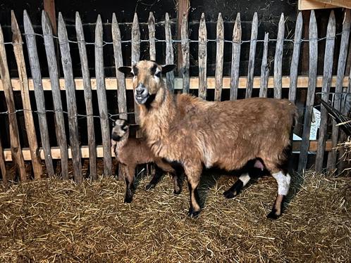 Kameroenschapen, Dieren en Toebehoren, Schapen, Geiten en Varkens, Schaap, Meerdere dieren, 0 tot 2 jaar