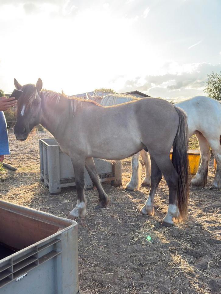 Grullo ruin, Dieren en Toebehoren, Pony's, Ruin, Onbeleerd, D pony (1.37m tot 1.48m), Recreatiepony, 0 tot 2 jaar, Gechipt, Ontwormd
