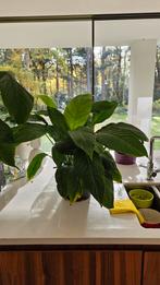 Lepelplant (Spathiphyllum)mooie gezonde volwassen plant 60cm, Huis en Inrichting, Kamerplanten, Ophalen
