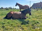 Holsteinse merrie, Dieren en Toebehoren, Paarden, Merrie