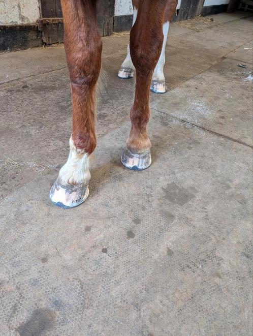 Maréchal -ferrent, Dieren en Toebehoren, Paarden en Pony's | Overige Paardenspullen, Zo goed als nieuw, Ophalen of Verzenden