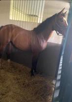 Fokmerrie/recreatiepaard, B, 160 à 165 cm, Cheval de récréation, Avec pedigree