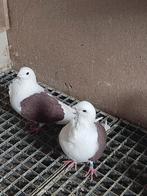 Pigeon, Animaux & Accessoires, Oiseaux | Pigeons, Plusieurs animaux, Autres espèces