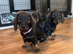Superleuke ruwharige dwerg teckel pups,in huis grootgebracht, Dieren en Toebehoren, België, Fokker | Hobbymatig, CDV (hondenziekte)