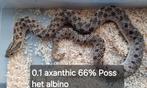 Hognose axantic het albino (snow) vrouw, Dieren en Toebehoren