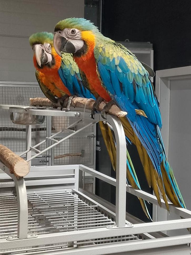 Jonge tamme Catalina of Regenboog Ara's met DNA en getest op, Dieren en Toebehoren, Vogels | Parkieten en Papegaaien, Papegaai