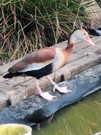 Roodbekboomeend, Dieren en Toebehoren, Pluimvee