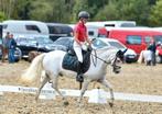 Knappe sportieve C Pony, Dieren en Toebehoren, Gechipt, Ruin, 11 jaar of ouder, L