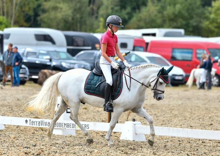 Knappe sportieve C Pony, Dieren en Toebehoren, Pony's, Ruin, L, C pony (1.27m tot 1.37m), 11 jaar of ouder, Gechipt, Ontwormd