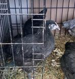 1 jonge marans hen, Dieren en Toebehoren, Pluimvee