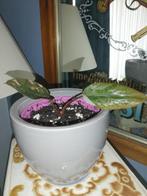 Philodendron Pink princess stekje, Ophalen, Overige soorten, Halfschaduw, In pot