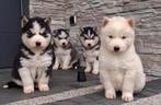 Siberische husky pups, Dieren en Toebehoren, België, 8 tot 15 weken, CDV (hondenziekte), Poolhond