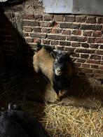 Dwergeiten te koop, Dieren en Toebehoren, Schapen, Geiten en Varkens, Meerdere dieren, Geit, 0 tot 2 jaar