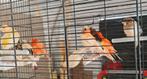 Canaries jaar 2025, Dieren en Toebehoren, Meerdere dieren, Kleurkanarie