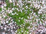 Plantjes, Ophalen of Verzenden, Lente, Vaste plant