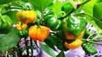 Peperzaden TRUE JAMAICAN SCOTCH BONNET (20 stuks), Tuin en Terras, Verzenden, Najaar, Volle zon, Zaad