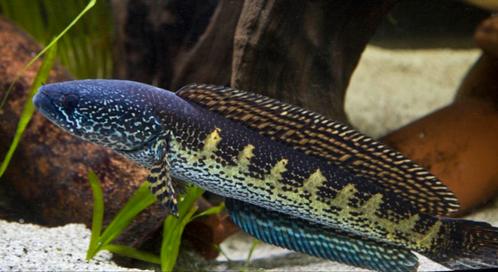 channa aurantimaculata +-30cm, Dieren en Toebehoren, Vissen | Aquariumvissen, Vis