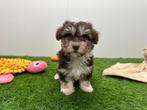 Havanezer pups, Dieren en Toebehoren, België, Overige rassen, 8 tot 15 weken, CDV (hondenziekte)