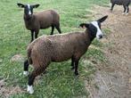 Ramlam, Dieren en Toebehoren, Schapen, Geiten en Varkens, Mannelijk, Schaap, 0 tot 2 jaar