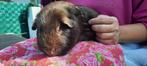 Cavia, Dieren en Toebehoren, Oktober, Mannelijk, Cavia