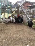 Broedeieren Australorp te koop, Dieren en Toebehoren, Pluimvee