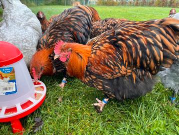 Coq Orpington, doré, noir, ourlé  disponible aux enchères