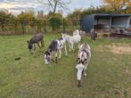 7 ezeltjes kleiner dan 1 meter ., Dieren en Toebehoren, April, Meerdere dieren