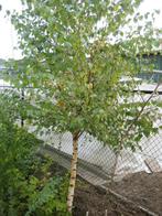 berkenbomen, Ophalen, Overige soorten, 250 tot 400 cm