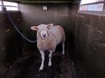 2 jarige Ram swifter Texel, Dieren en Toebehoren, Mannelijk, Schaap, 0 tot 2 jaar