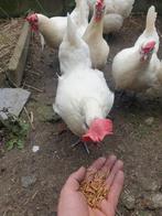 Poule de bresse gauloise blanc uit de bressestreek, Dieren en Toebehoren, Pluimvee